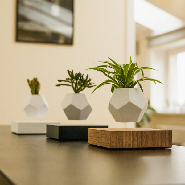 Floating Garden Oasis